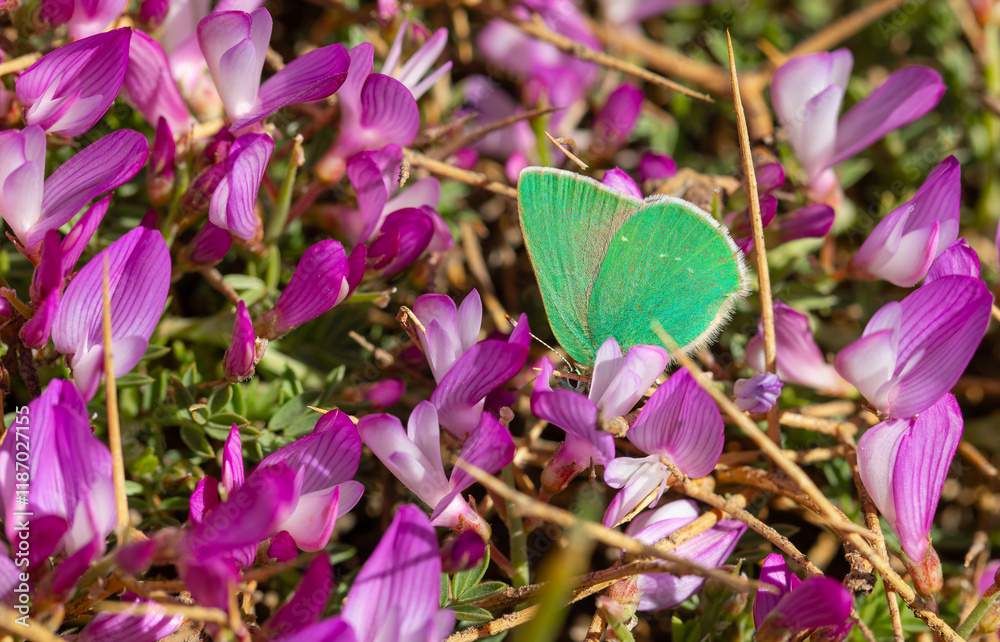 green butterfly feeding on purple flower, Pfeiffer-s Green Hairstreak, Callophrys paulae