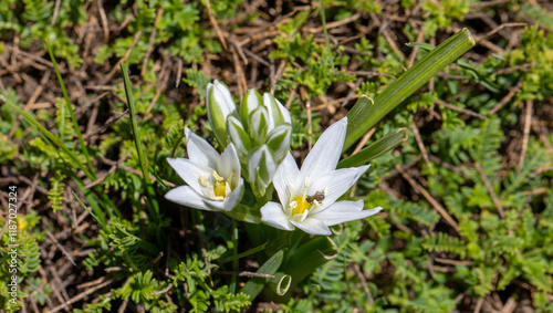 Obraz na płótnie Dwarf star of Bethlehem (Ornithogalum oligophyllum) with erect flowerstalk bearing an open cluster of starry, white flowers in spring w salonie