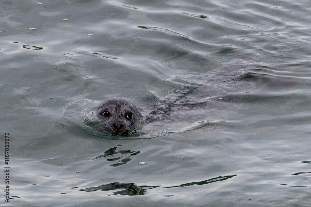 A harbor seal swims in the waters of the Puget Sound, Washington State, USA. A harbor seal swims in the waters of the Puget Sound, Washington State, USA.