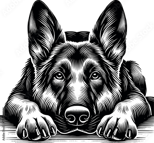 Highly Detailed German Shepherd Portrait, Lying Down with Focused Expression