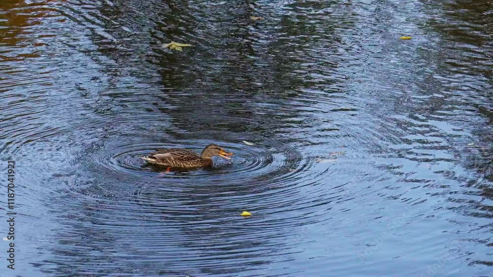 Mallard duck floats on water, turning in small circles while using its beak to groom its feathers. Bird engages in preening, creating gentle ripples in serene environment Mallard duck floats on water, turning in small circles while using its beak to groom its feathers. Bird engages in preening, creating gentle ripples in serene environment