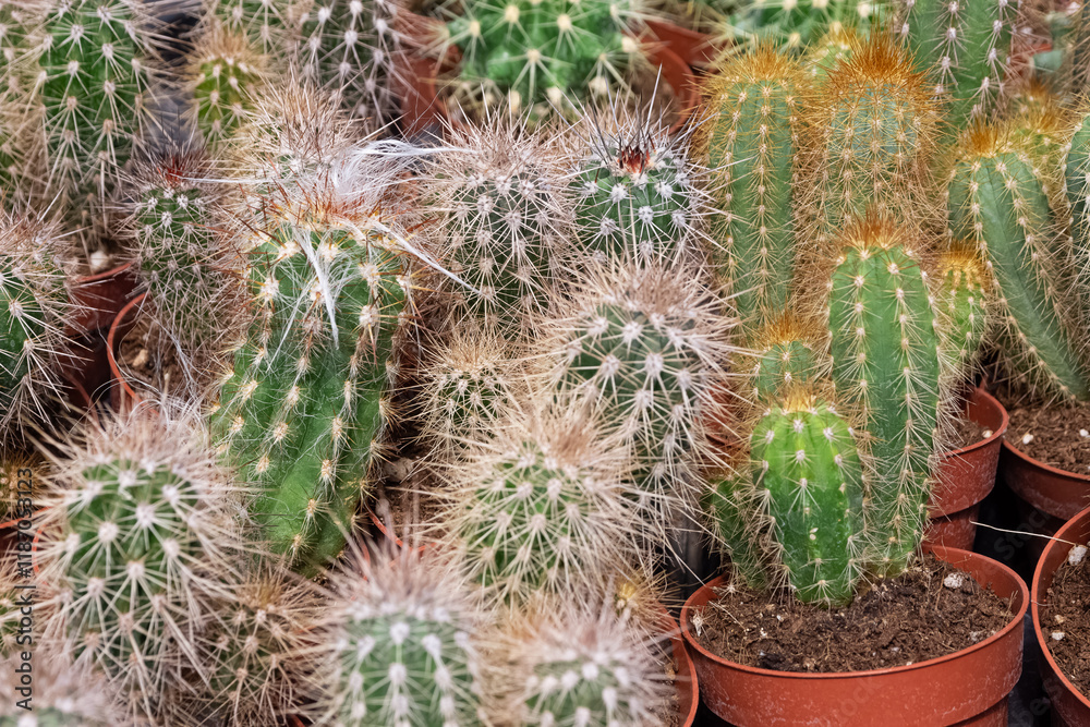 prickly ornamental plants and a variety of cactus photos prickly ornamental plants and a variety of cactus photos