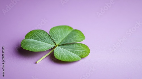 A single green clover leaf rests on purple background photo