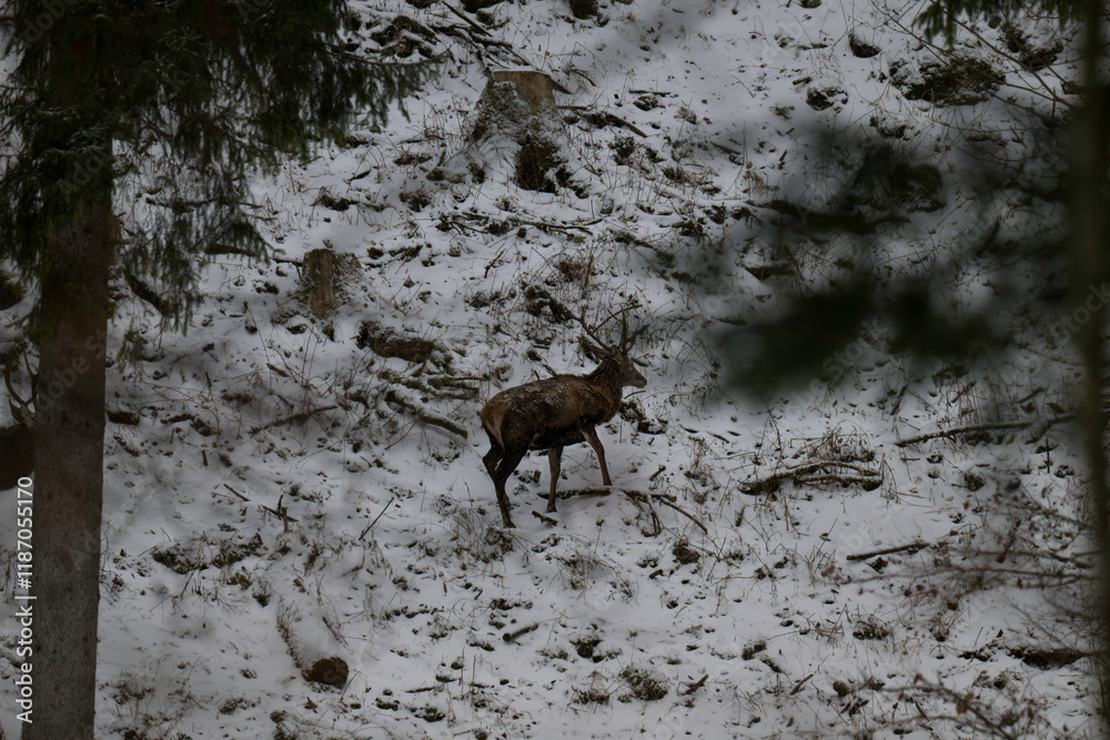 Deer during winter feeding in the Alps Deer during winter feeding in the Alps
