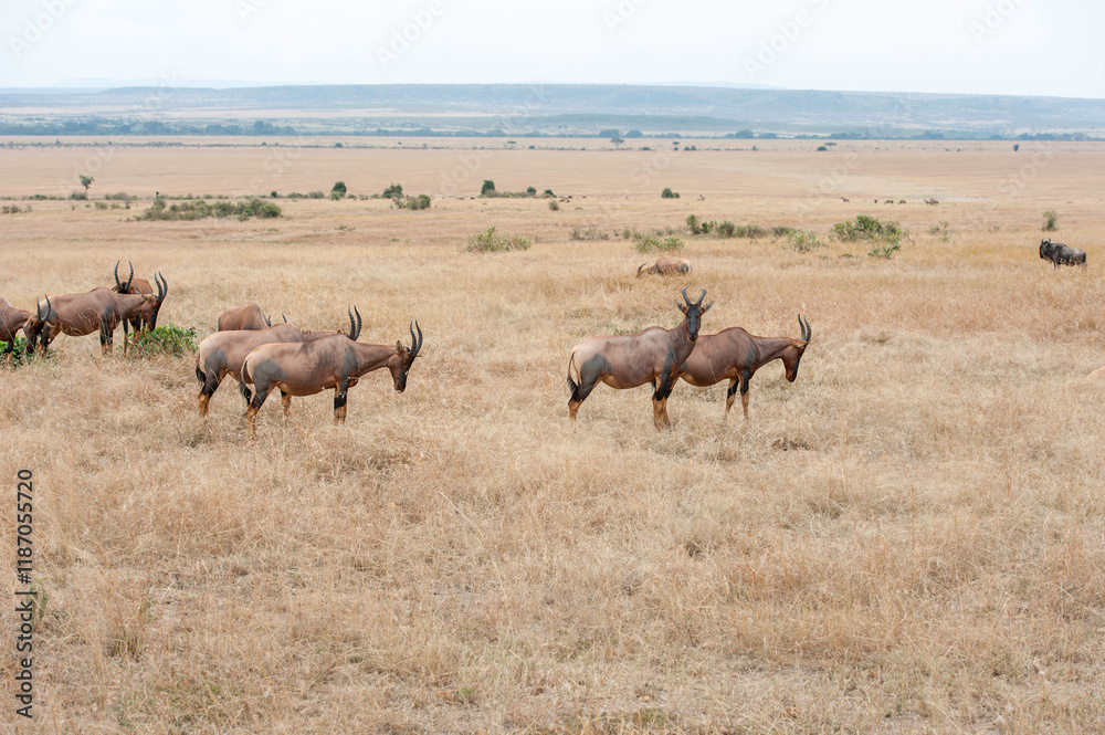 herd of Antilope herd of Antilope