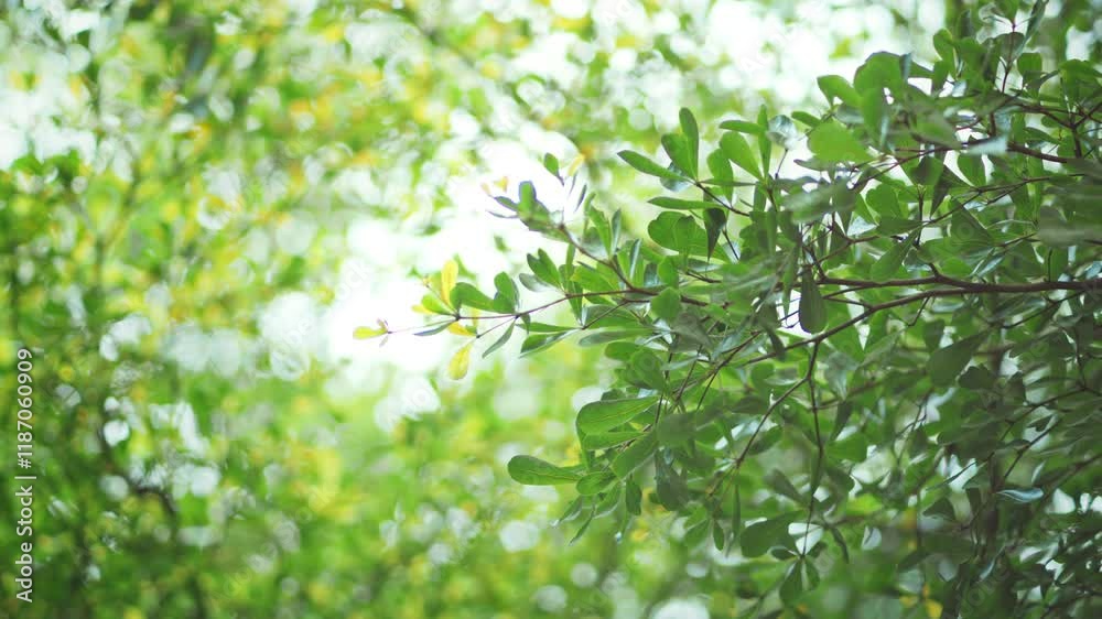Close up of a Green leaves of tree in spring public park, Bright green trees leaves waving in wind with bokeh.