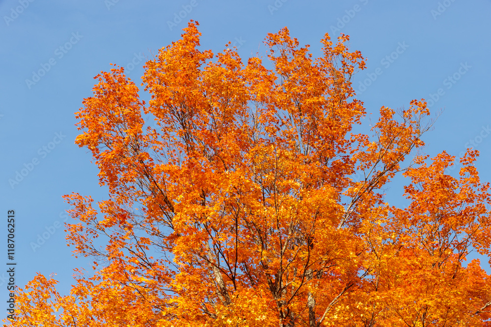 Fototapeta premium The colorful maple tree changing colors, now with bright orange, in mid-October near Boulder Junction, Wisconsin under a bright blue sky