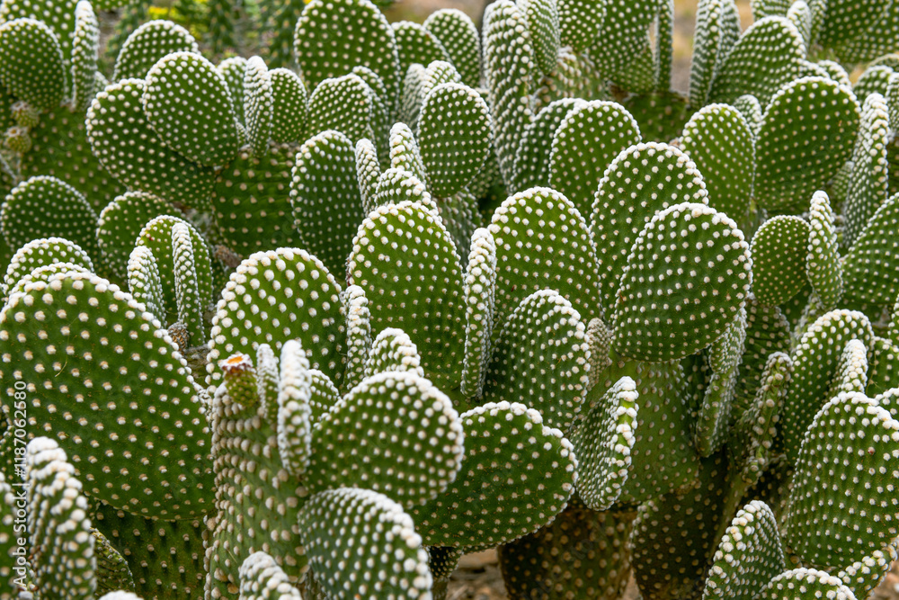 Detailed view of the Opuntia cactus in the garden of a range, Namibia