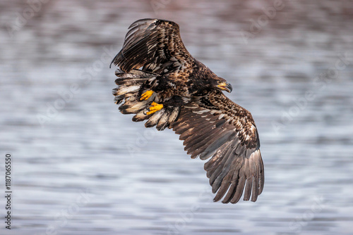 Eagle flying over the Wisconsin River at Prairie du Sac, Wisconsin after being released back to the widl by REGI (Rapter Education Group, Inc) on December 30, 2024 photo