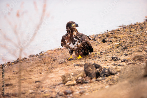 Eagle standsing along the shore of  the Wisconsin River at Prairie du Sac, Wisconsin after being released back to the widl by REGI (Rapter Education Group, Inc) on December 30, 2024 photo