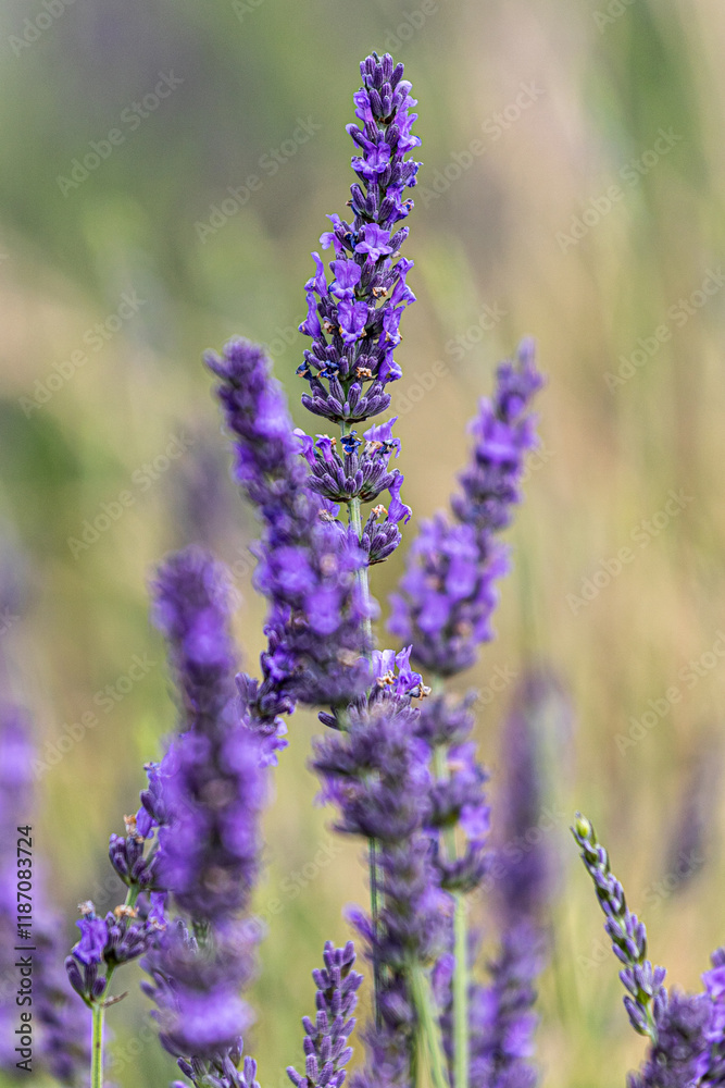 Naklejka premium close up of lavender flowers