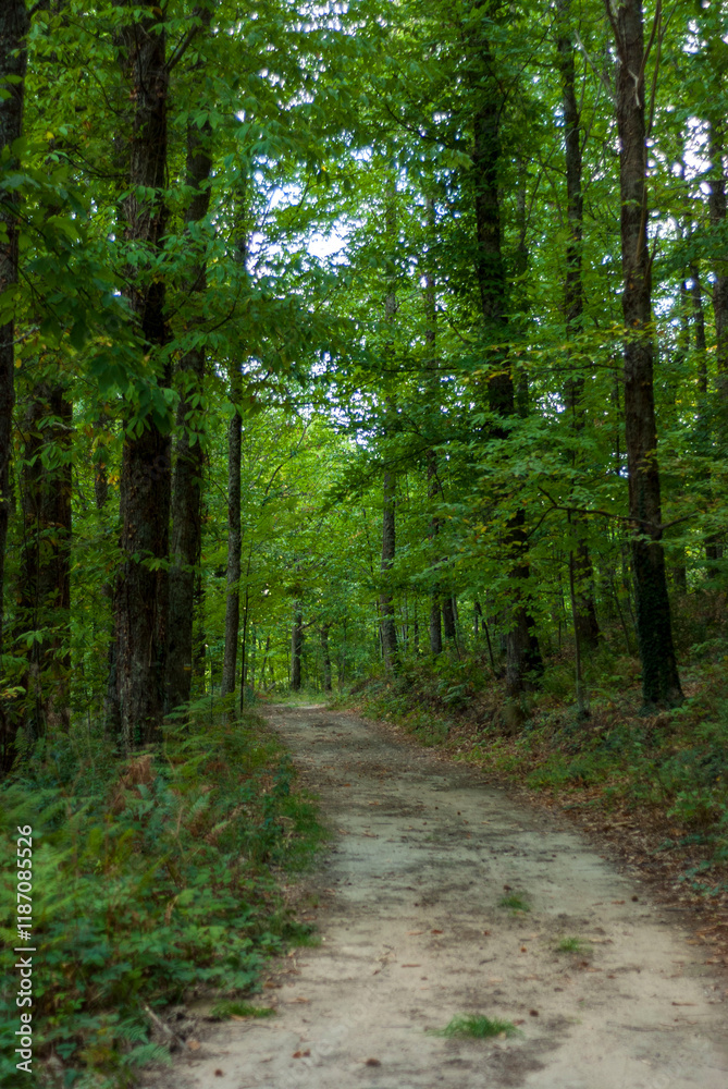 Dirt road in green chestnut forest in vertical Castañar Gallego Hervas Extremadura Dirt road in green chestnut forest in vertical Castañar Gallego Hervas Extremadura