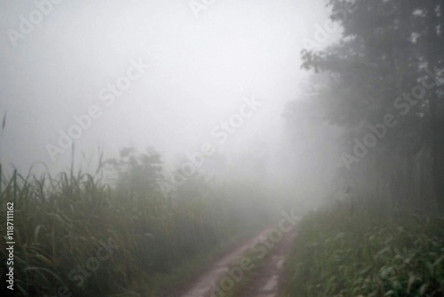 Serene minimalistic foggy landscape with pathway through dense trees