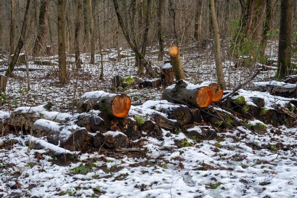 Pile of logs covered with snow in winter forest Pile of logs covered with snow in winter forest