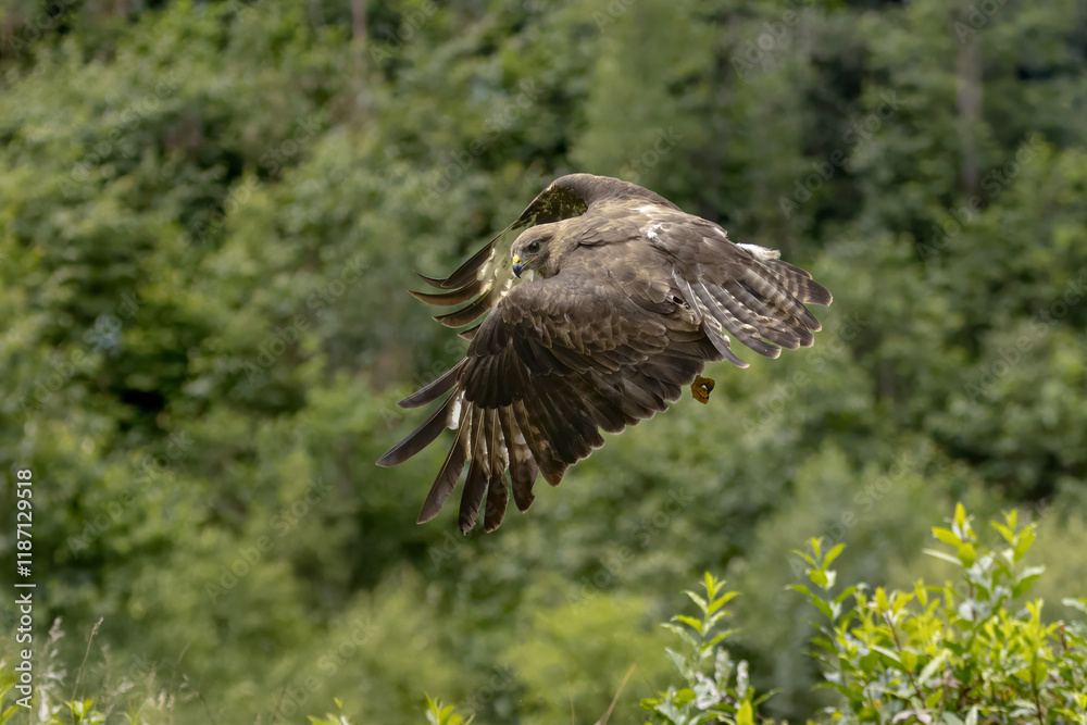 Obraz premium Scene of a buzzard flying over a lush green forest