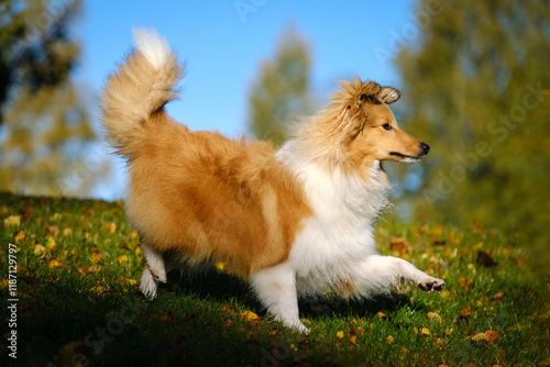 Sable Shetland sheepdog or Sheltie in autumn