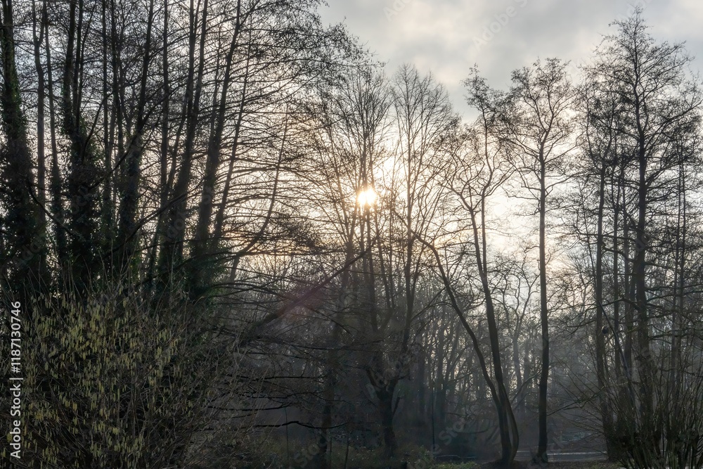 Sun shining through bare trees in winter forest Sun shining through bare trees in winter forest