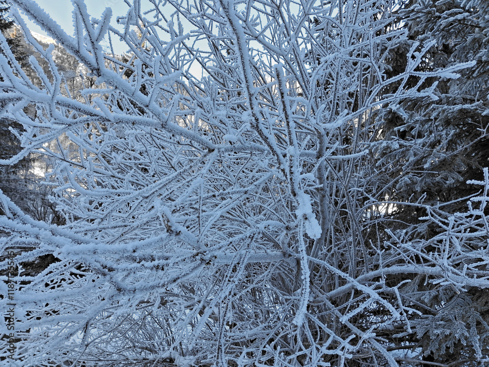 close-up view of frozen branches in winter mountain landscape close-up view of frozen branches in winter mountain landscape