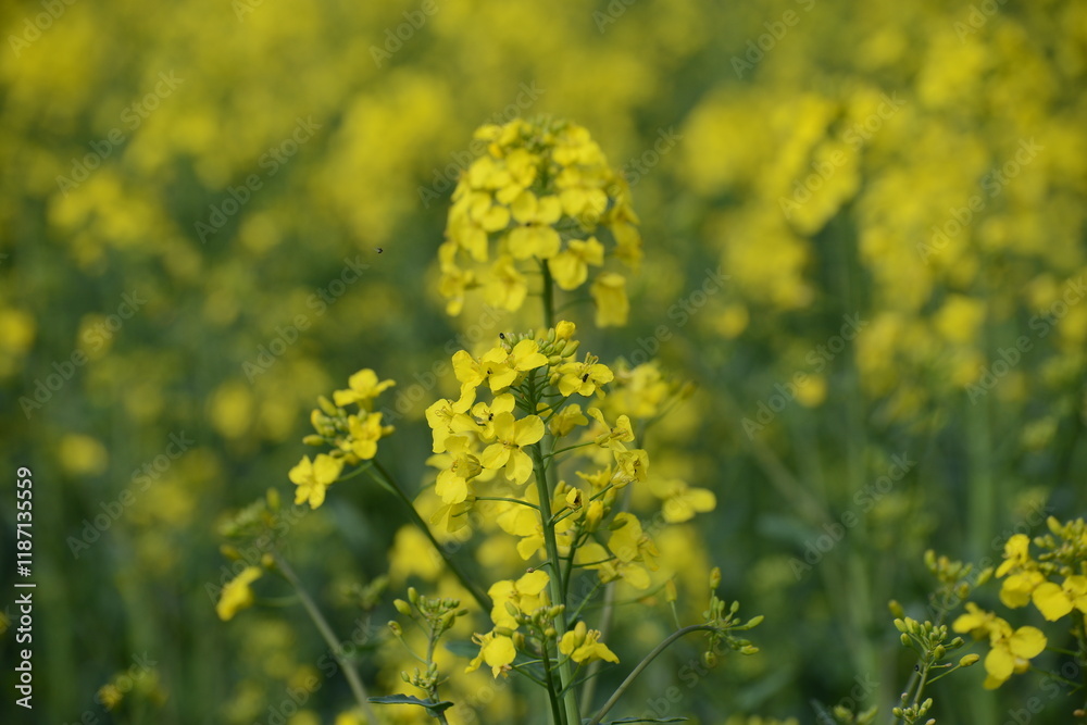 Raps, Winterraps, Brassica napus L. Blühbeginn Raps, Winterraps, Brassica napus L. Blühbeginn