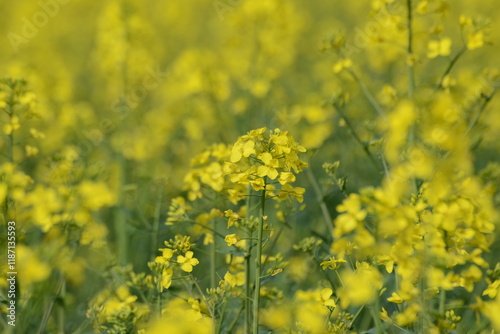 Raps,  Winterraps,  Brassica napus L. Blühbeginn photo