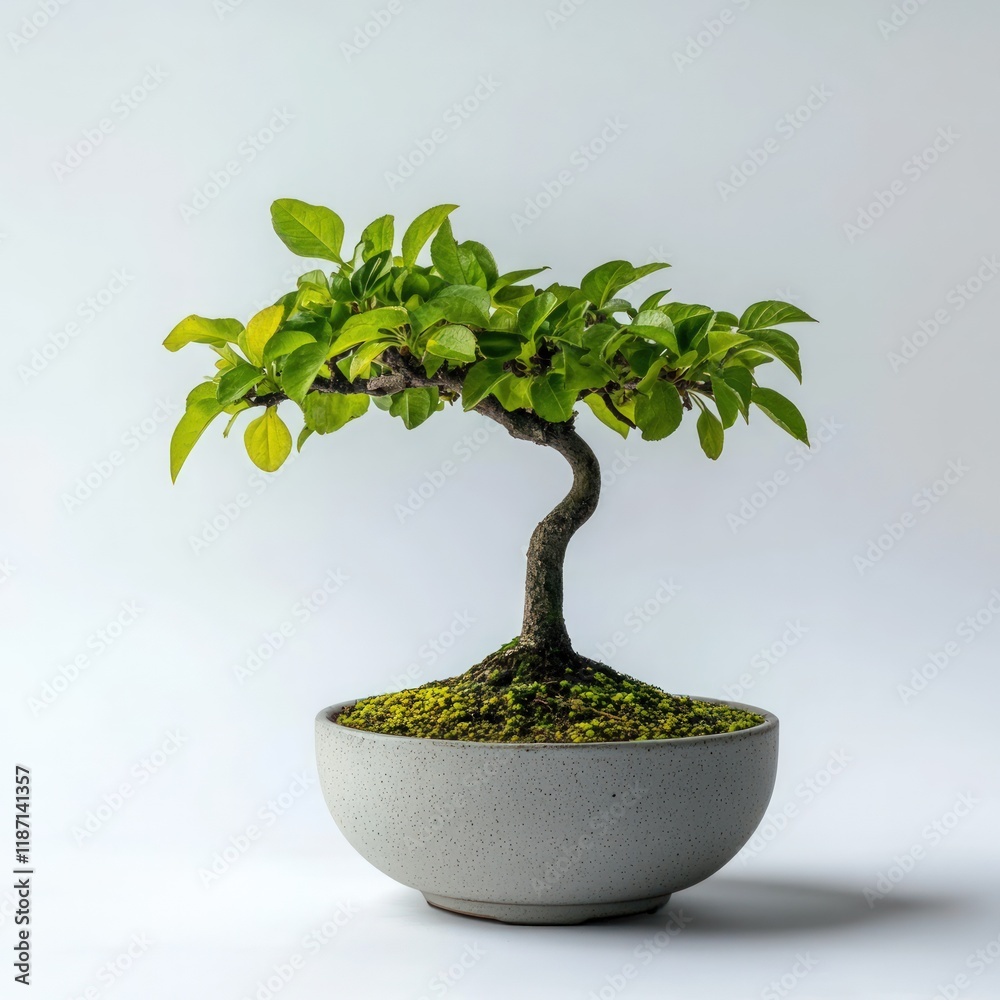 A small bonsai tree in a minimalist pot, set against a pure white backdrop A small bonsai tree in a minimalist pot, set against a pure white backdrop