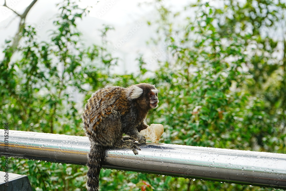Common Marmosets - コモンマーモセット