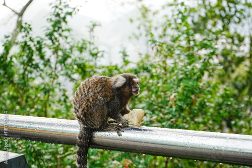 Obraz na płótnie Common Marmosets - コモンマーモセット w salonie