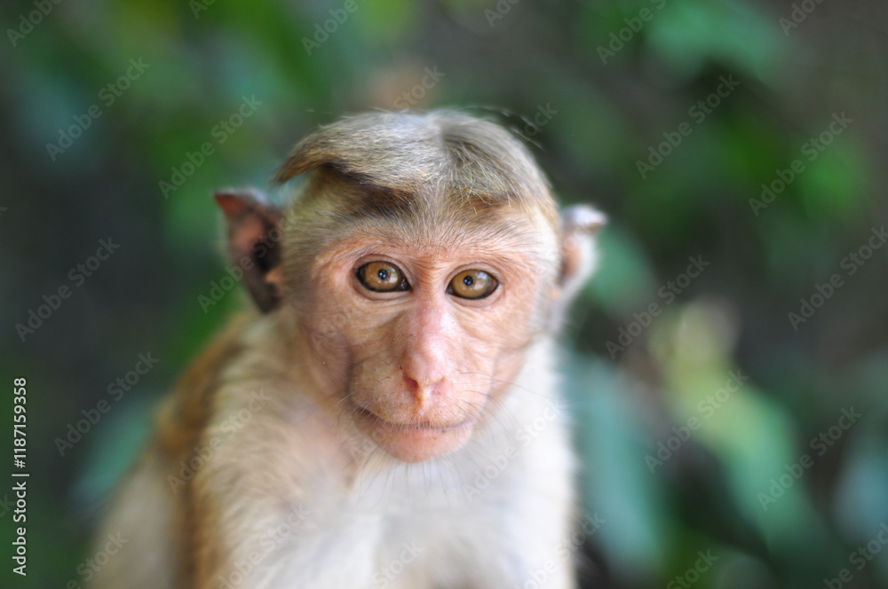Serious monley looking at the camera, portrait Serious monley looking at the camera, portrait