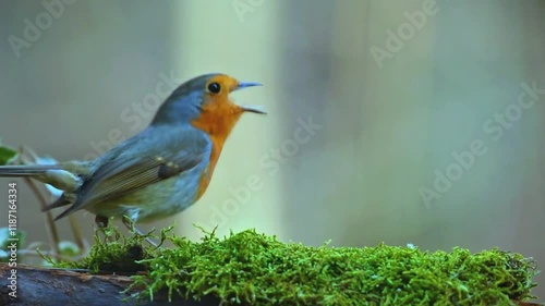 Close-Up of a Bird Taking Flight in Slow Motion Against a Stunning Sunset Sky, Showcasing Graceful Wing Motion, Vibrant Feathers, and Dynamic Wildlife in High-Quality 4K Cinematic Stock Footage.