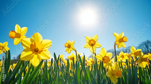 A vast field of bright yellow daffodils stretching into the distance under a clear blue sky, with soft sunlight illuminating the flowers