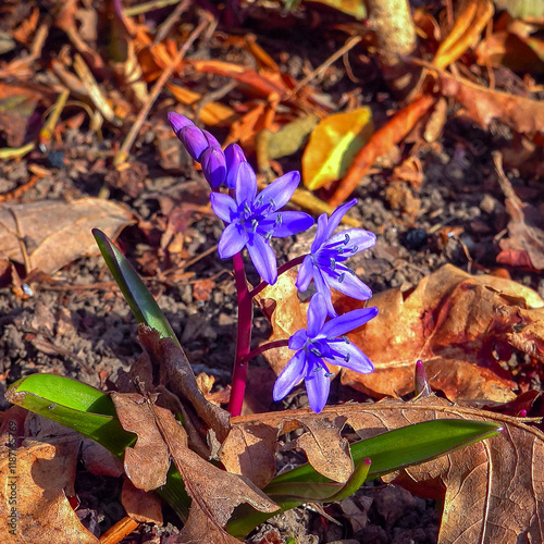 Scilla bifolia - the alpine squalor two-leaf squill, is a herbaceous perennial plant growing from an underground bulb photo