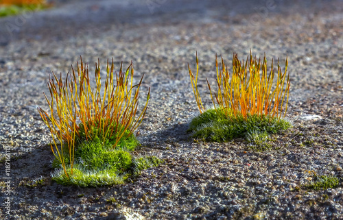 Purple Moss Ceratodon purpureus, moss sporophyte on stones in spring photo