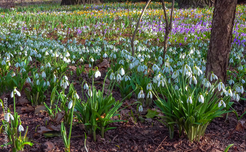 Galanthus nivalis early blooming spring flowers, primroses - ephemerids photo