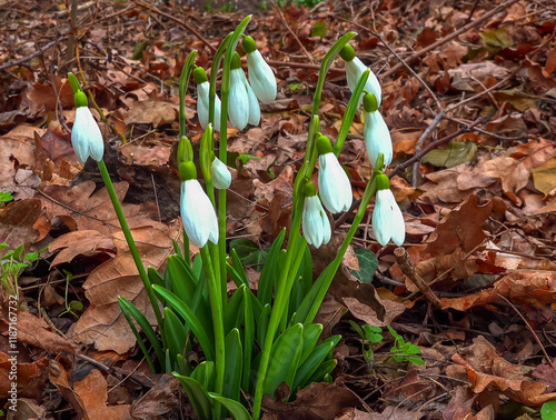 Galanthus nivalis - early blooming spring flowers, primroses - ephemerids, Ukraine photo