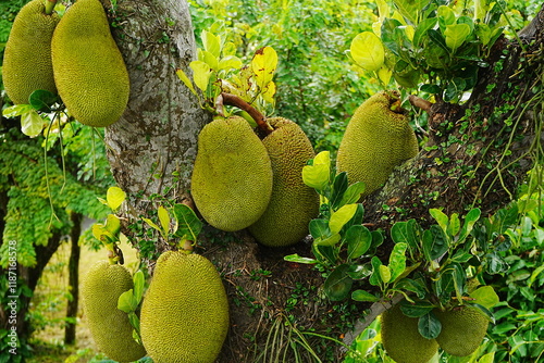 Jack Fruit or Jackfruit - パラミツ ジャックフルーツ	