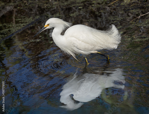 Snowy egret in the water photo