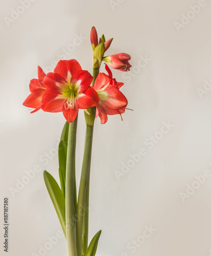 Coral-white hippestrum (amaryllis) sonatini 'Eye Catcher' on a gray background.