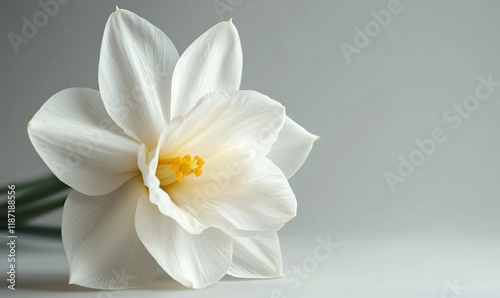 White daffodil close-up, soft light background, floral still life