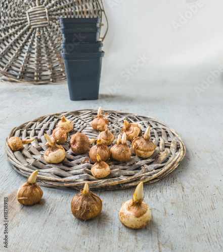 Crocus bulbs for forcing against the background of pots