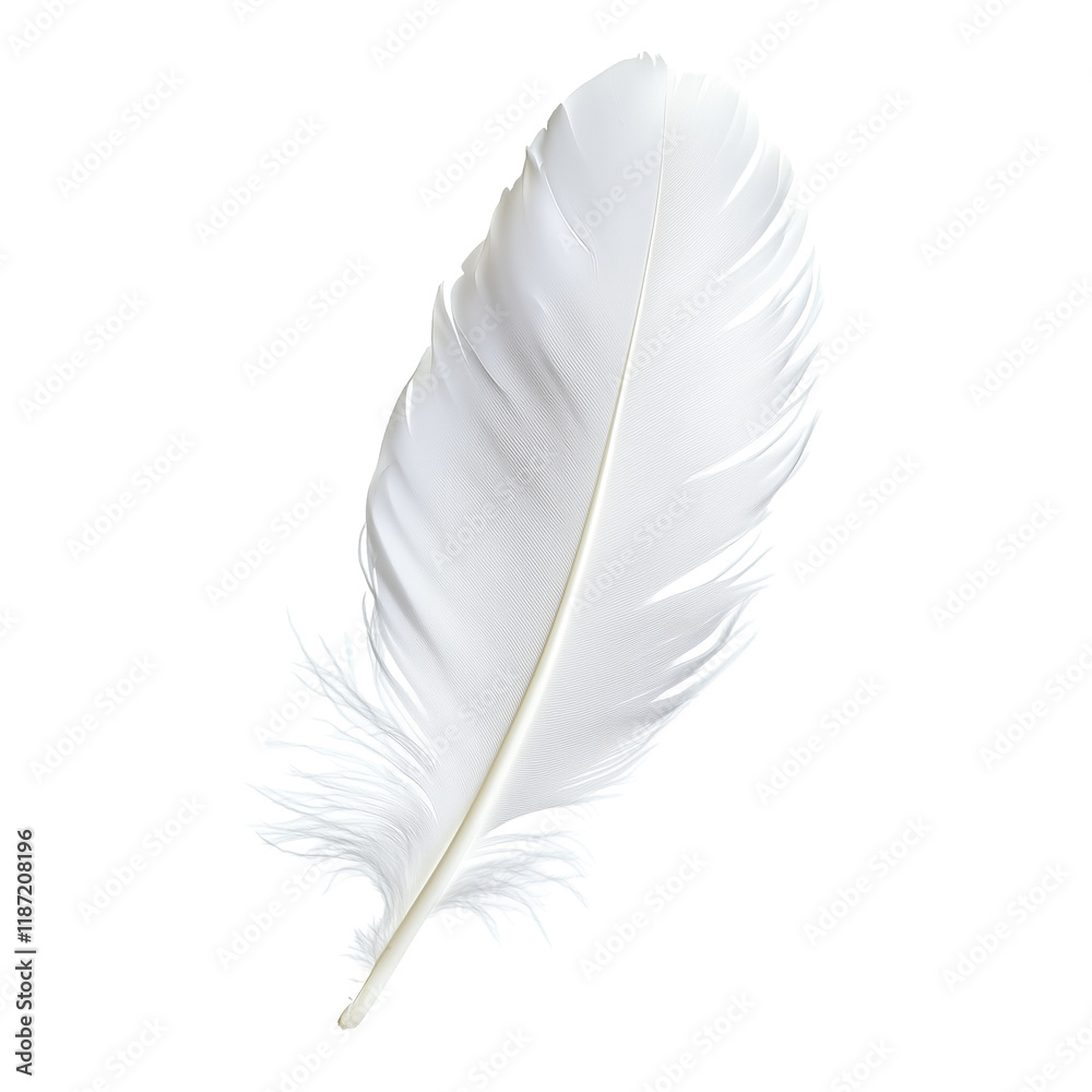 White Feather Isolated on White and Transparent Background White Feather Isolated on White and Transparent Background