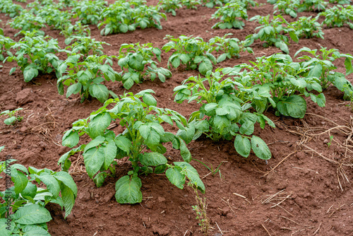 Potato plants growing in the fields of rural Prince Edward Island, Canada.
