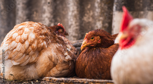 Wallpaper Mural Chickens Resting in a Rural Farmyard Setting Enjoying the Afternoon Sun and Natural Surroundings Torontodigital.ca