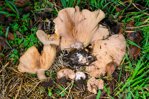 Lepista -Clitocybe- saeva, an edible tasty mushroom with a bluish stem, Ukraine photo