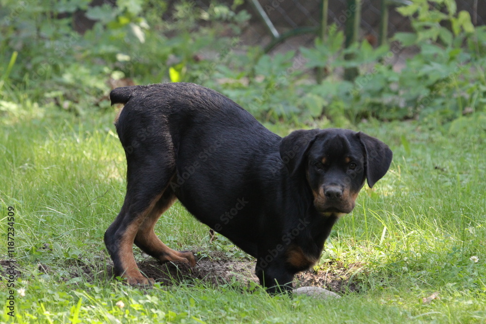 Junger Rottweiler liegt auf einer Wiese im Sommer Junger Rottweiler liegt auf einer Wiese im Sommer