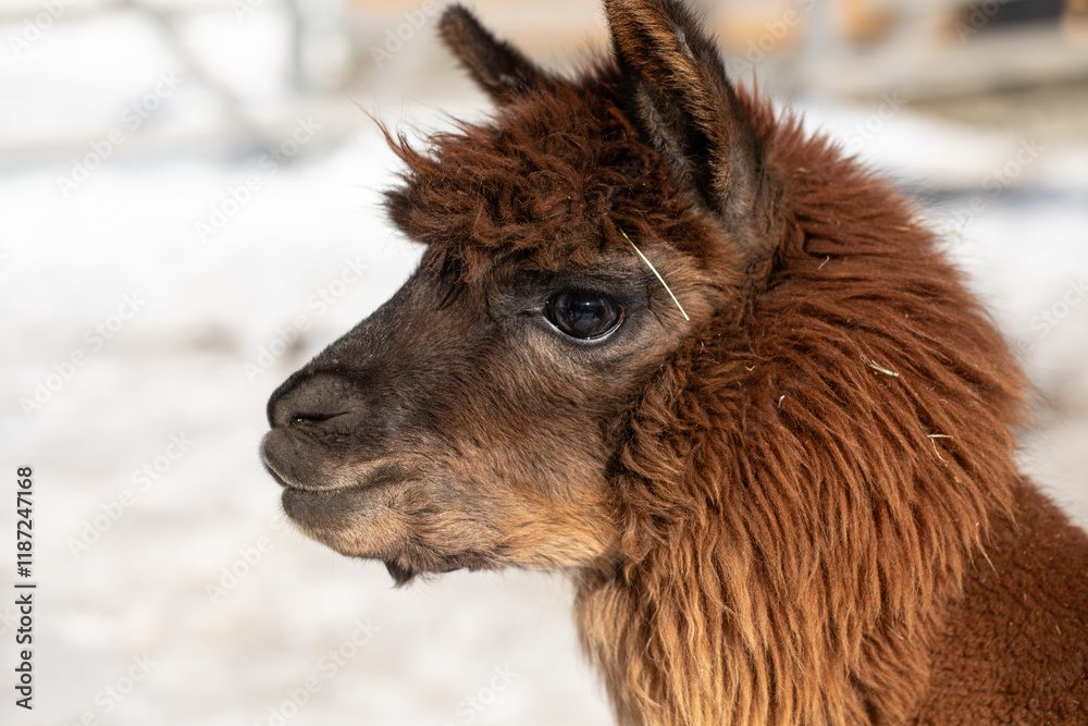 Fototapeta premium alpaca portrait, alpaca on a farm