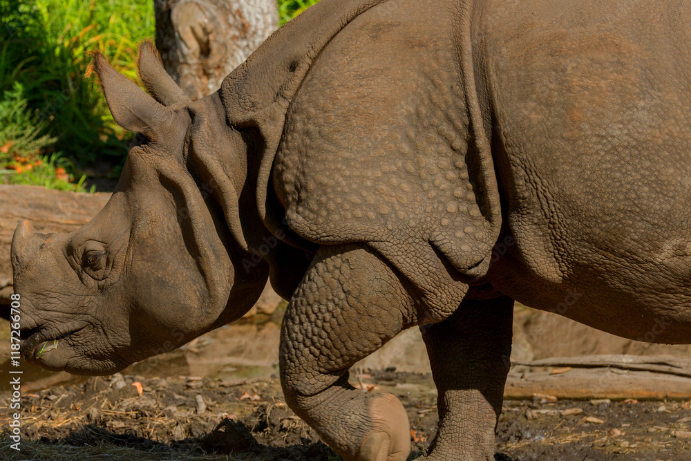 Obraz premium portrait of an adult rhinoceros on a sunny day in selective focus.