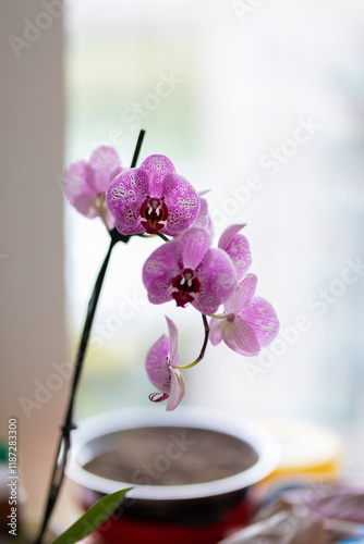 Pretty orchids in a pot.