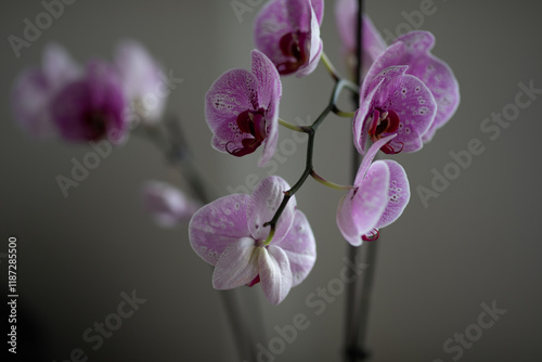 Close-up of beautiful pink orchids.