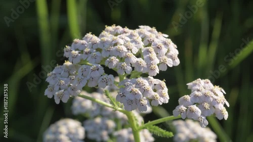 medicinal yarrow herb blossoming on field with working bumblebee at sunny day