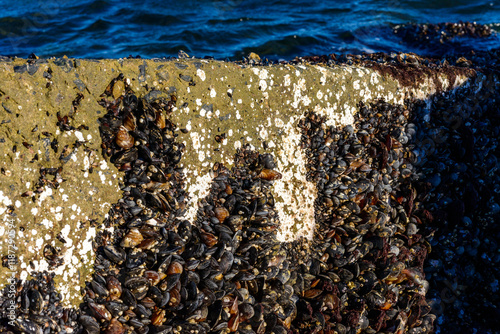 Strong water surge in the Black Sea, coastal mussels -Mytilus galloprovincialis were above the water level, the death of mollusks in the air, Odessa